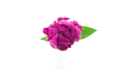 Timelapse of dark purple fully double peony flower blooming on white background top view in 4K (4096x2304) 