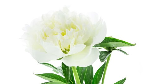 Timelapse of white peony flower blooming on white background in 4K (4096x2304) 

