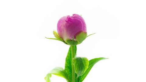 Timelapse of pink peony with yellow inside flower blooming on white background side view  in 4K (4096x2304) 