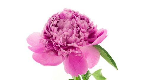 Timelapse of fully double pink peony Dr Alexander Fleming  flower blooming on white background in 4K (4096x2304) 

