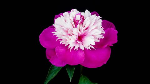 Timelapse of pink white peony Gay Paree flower blooming on black background in 4K (4096x2304) 
