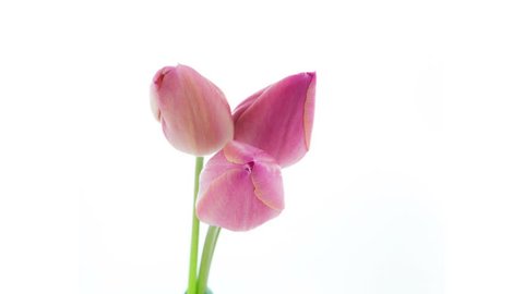 Timelapse of bunch of three light pink tulip flowers blooming on white background in 4K (4096x2304) 
