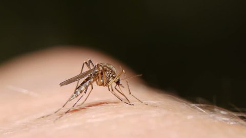 Close-up shot of a mosquito blood sucking on human skin
