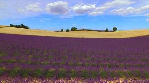 AERIAL: Beautiful rows of purple lavender and large golden wheat field on a sunny summer day