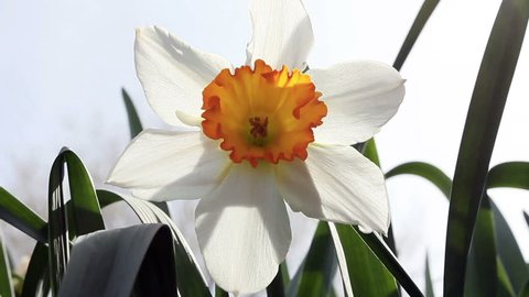 white and orange narcissus closeup in sunny,breezy, spring outdoor garden