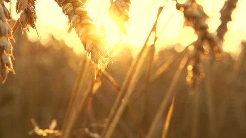 Wheat field in sunset. Ears of wheat close up. Harvest and harvesting concept. Field of golden wheat swaying. Nature landscape. Peaceful scene. Slow motion 240 fps, HD 1080p. High speed camera 