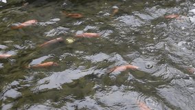 Colorful carp getting fed in a pond, HD video