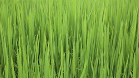 Green field with rice stalks swaying in the wind, hd video