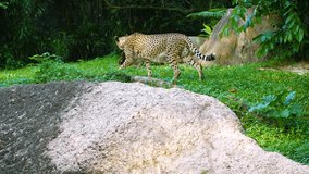 Video 4k - Lone cheetah. with its typical spotted pattern. strolling proudly through a grassy area in his habitat enclosure at a popular zoo.