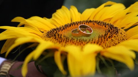 Rings on sunflower,footage