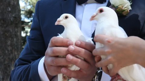 Newlyweds are holding pigeons in the hands