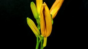 HD macro timelapse video of an yellow lily flower growing and blossoming against a black background/Lily Flower Blooming Macro Timelapse