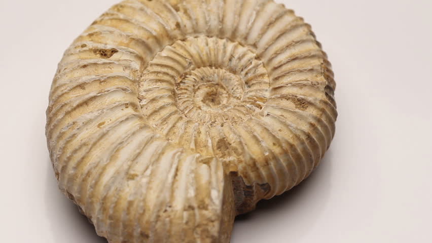 A Jurassic ammonite isolated on white, rotating