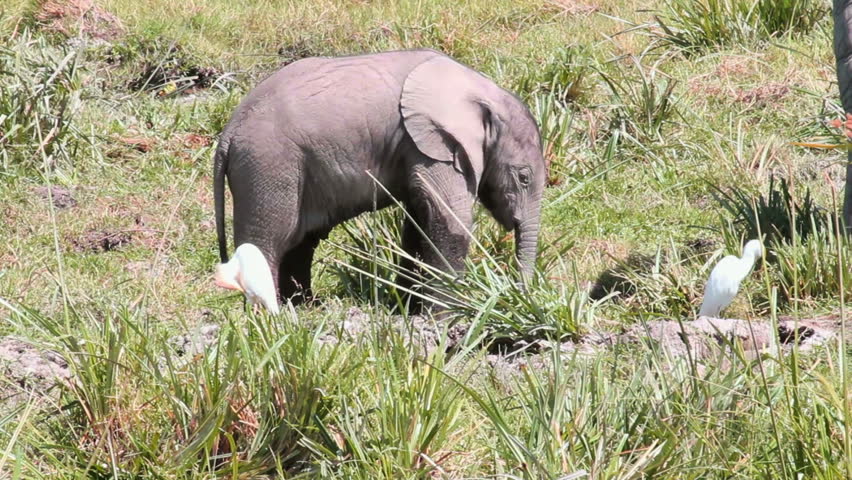 Video Stok baby elephant amboseli park kenya (100% Tanpa Royalti) 11239160 ...