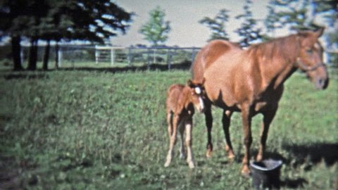GREENSBORO, NC -1973: Mother and baby horse stay close to keep safe.