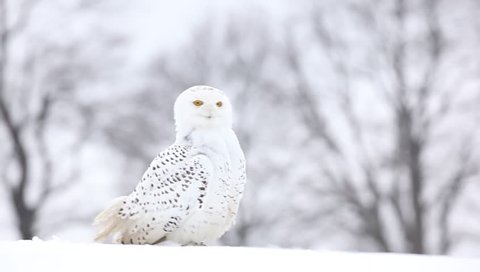 White bird snowy owl sitting on the snow, winter scene with snowflakes and trees in background 