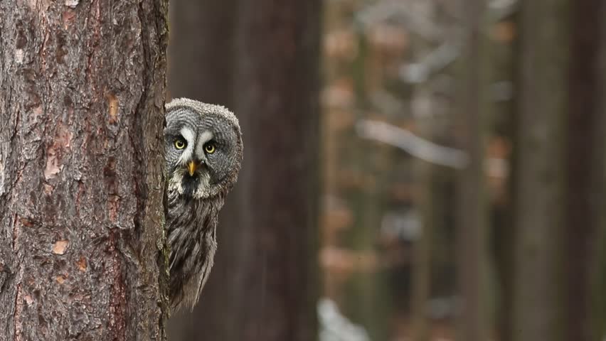 Great grey owl, Strix nebulosa, hidden of tree trunk in the winter forest, portrait with yellow eyes