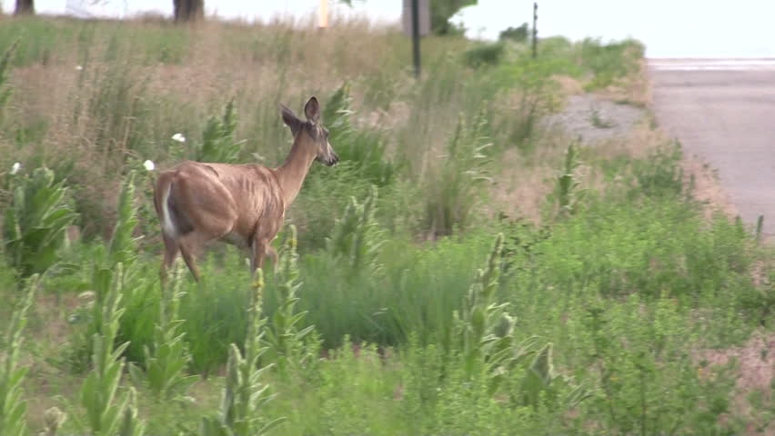 Whitetail Deer Doe Crossing Road