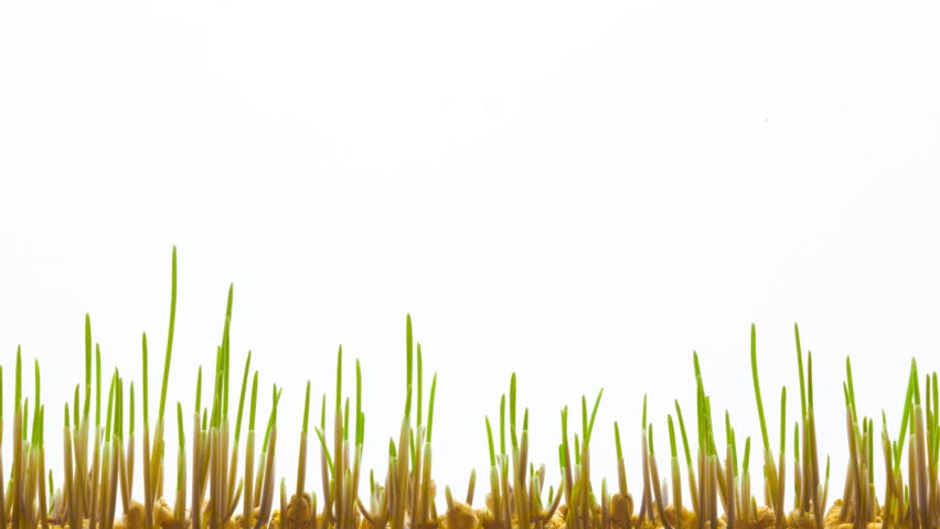 fresh green grass growing into picture, timelapse