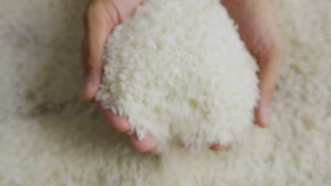 Rice grains in the hands. Man hands holding rice grain. Close-up 4k footage.
