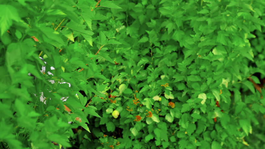 Happy little boy hiding in bushes
