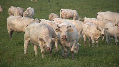 Cows in the meadow - no color grading