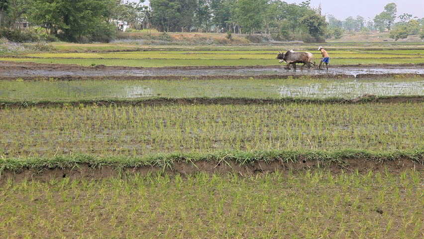 Ploughing paddy fields, Nepal