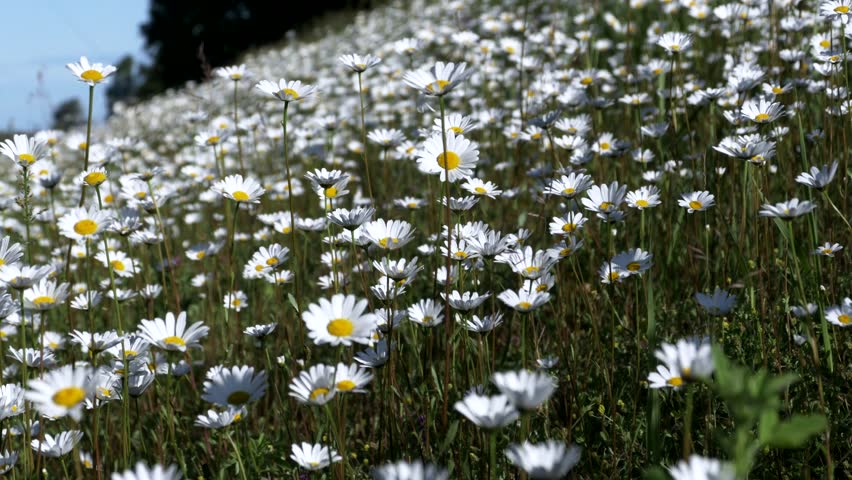 Field Full Of Daisies Stock Footage Video 100 Royalty Free 11262269 Shutterstock