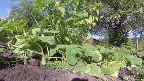 Ripening vegetables on the bed of suburban vegetable garden. Time-lapse