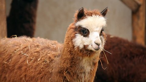 Lama Looks Into Camera Funny Llama Stock Footage Video (100% Royalty-free) 1019312014 | Shutterstock Lama Looks Into Camera Funny Llama Stock Footage Video (100% Royalty-free) 1019312014 | Shutterstock