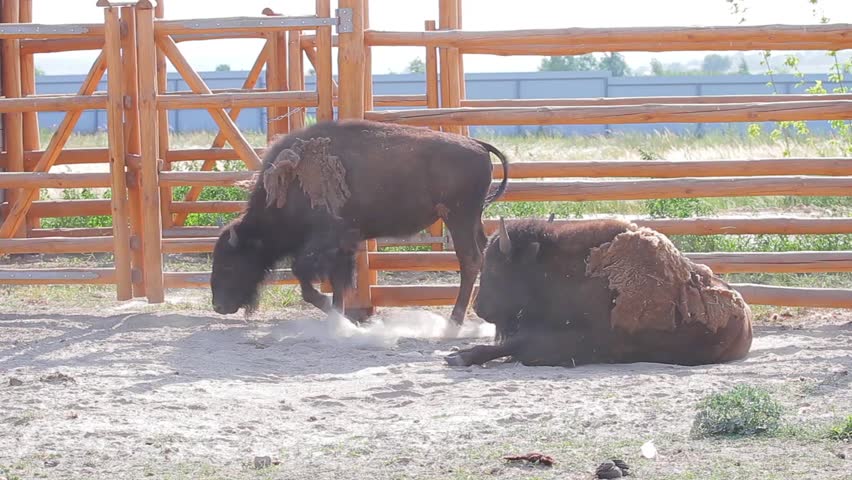 Bison digs a pit. Zubr raises dust of hoof. Bison in aviary.