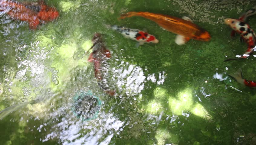 tropical fish pond
