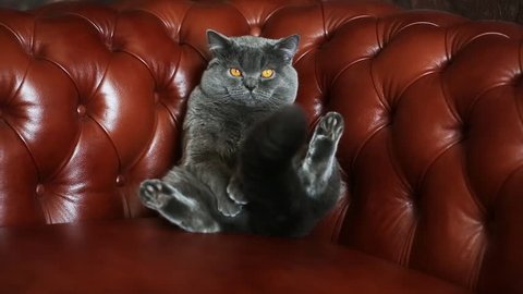 British cat on a leather sofa Chesterfield