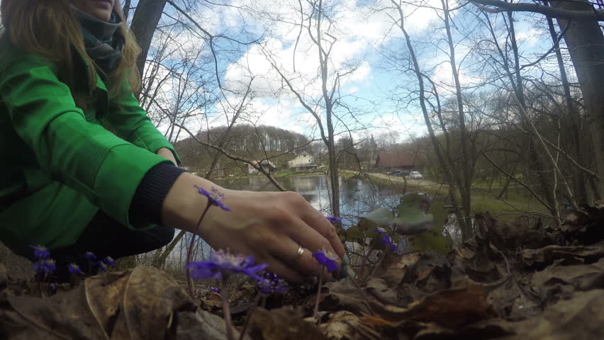 Woman in green coat pick violet hepatica flower blooms in spring time forest. Lake and village houses on background. Cloudy blue sky. 4K UHD wide angle shot.