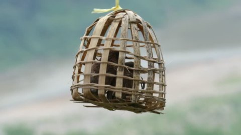 Scaly-breasted Munia (Lonchura punctulata) birds in wicker cage.