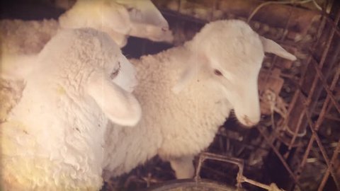 Reproduction of Vintage video. Portrait of a cute newborn lamb looking in camera. Clip filtered to look like 1968 original video 