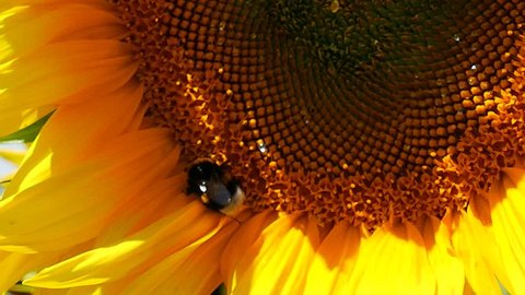 sunflower and bees