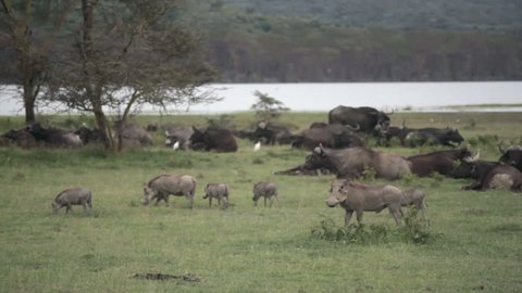 Wild boars and water buffalo in lake Nakuru, Kenya wildlife