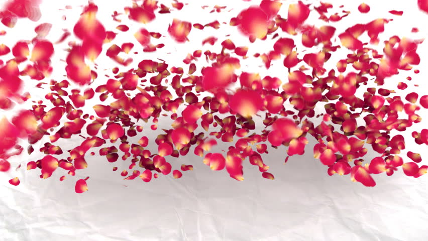 rose petals fall on white background and make the word 