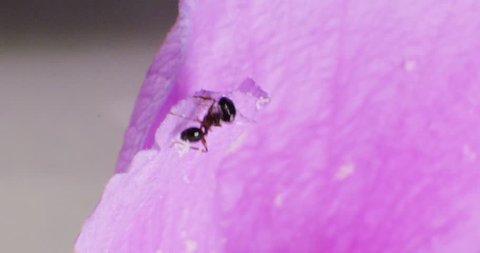 Black Carpenter Ant eating flowers (Camponotus pennsylvanicus). Macro shot on RED 4K