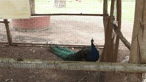 peacock in the cage