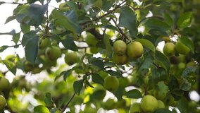 Young green apples growing on branch of apple tree. Full HD RAW video.