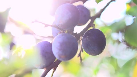 Ripe Plums on branch. Growing Plum in orchard. Organic fruits in sun flares close up. Slow motion 240 fps. HD 1080p, high speed camera