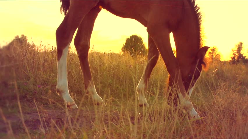 horse hd videos 1080p