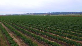 Aerial video of fields of wind grapes in Napa California USA