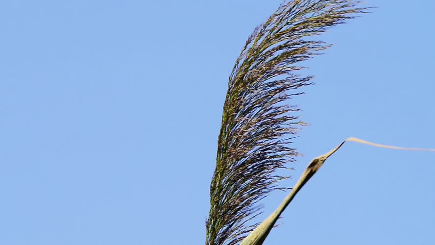 Golden Bishop bird on wild grass against clear blue sky.