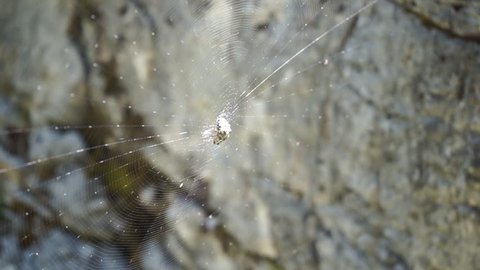 A spider sitting in the middle of its web, while the web is being slightly touched by the wind and is moving. Small flies are flying around the web. View from the side with gray background.