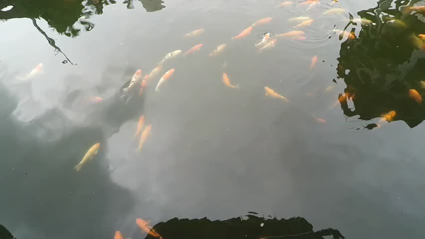 Koi fish swimming in the pond.
