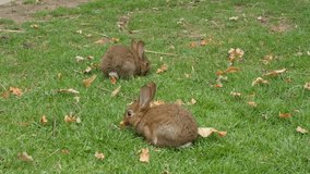 Pair of rabbits in the field relaxing and  eating grass 4K 2160p 30fps UltraHD footage - Hare enjoying nice weather in the park and eat grass close-up 4K 3840X2160 UHD video