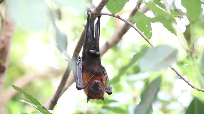 flying foxes hanging on tree thailand Stock Footage Video (100% Royalty ...